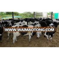 Healthy Live Dairy Cows and Pregnant Holstein Heifers Cow/Boer Goats