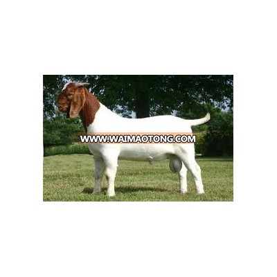 ALive Boer Goats for Sale