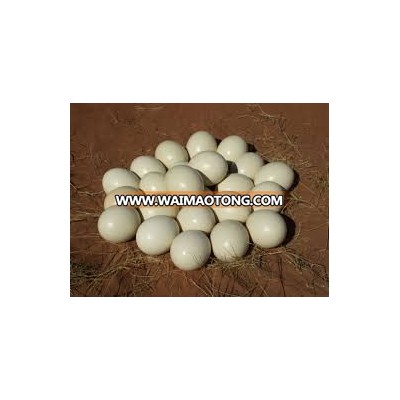 Fertile Ostrich Eggs and Chicks for Sale