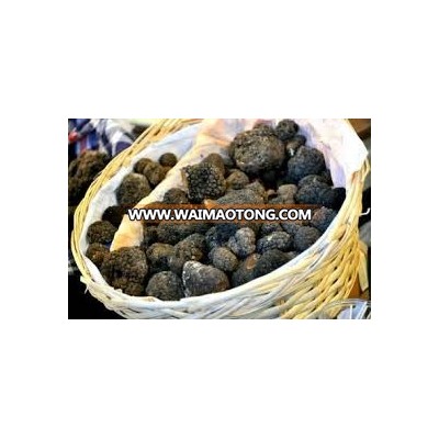 Italian White Truffle for Sale