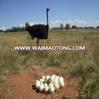 Fertile Ostrich Eggs and Chicks